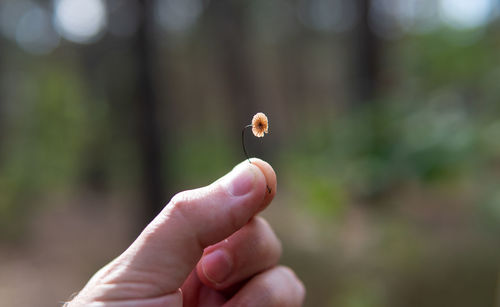 Close-up of hand holding plant