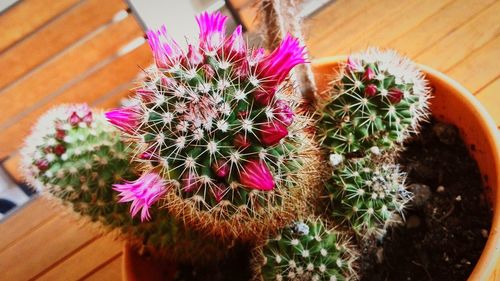 Close-up of potted plant