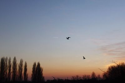 Low angle view of silhouette birds flying against sky