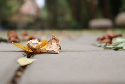 Close-up of dry leaves on road