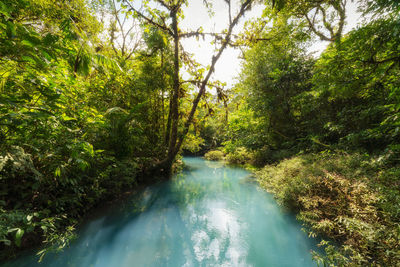 Scenic view of river amidst trees in forest