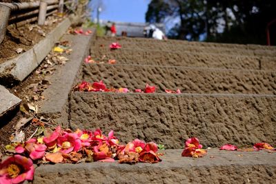 Close-up of flowering plants against stone wall