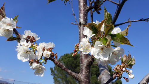 Low angle view of cherry blossoms against sky