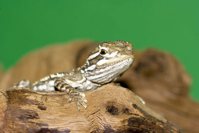 Close-up of lizard on wood