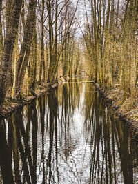 Scenic view of lake in forest