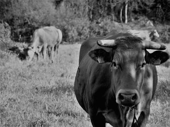 Portrait of cow on field