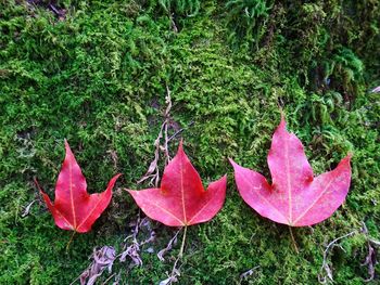 Close-up of autumn leaves on field