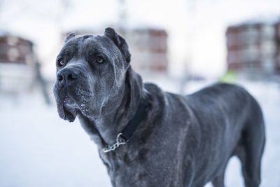 Close-up of dog looking away