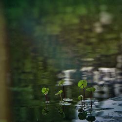 Plants in water