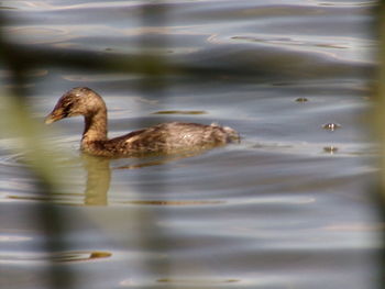 Side view of a duck swimming in lake