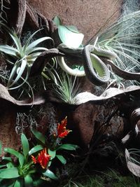 High angle view of cat amidst plants