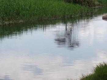 Reflection of trees in lake