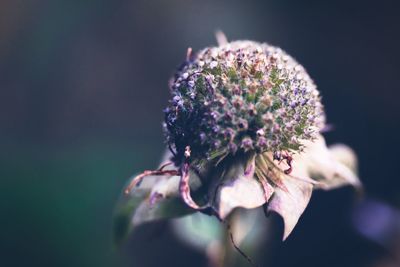Close-up of pink flowers