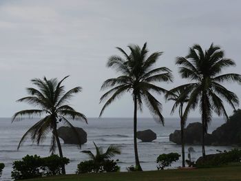 Palm trees by swimming pool against sky