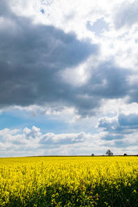 Scenic view of oilseed rape field against sky