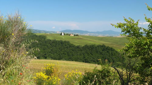 Scenic view of vineyard against sky