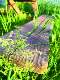 Close-up of flowers in garden