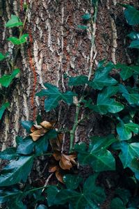 Close-up of fresh plants in forest