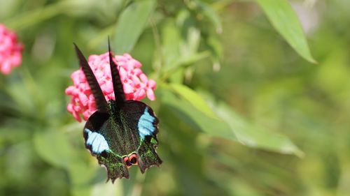 Close-up of butterfly pollinating on flower