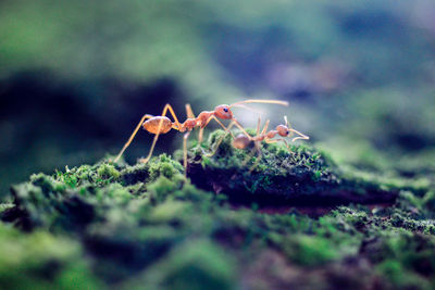 Close-up of fire ants on moss
