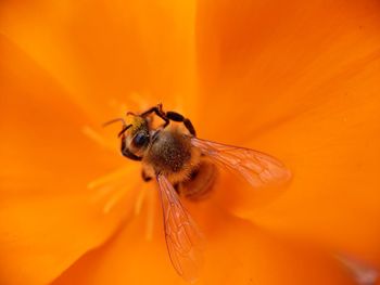 Close-up of bee pollinating on orange flower