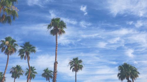 Low angle view of palm trees against sky