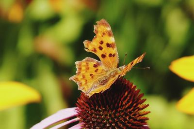 Close-up of insect on flower