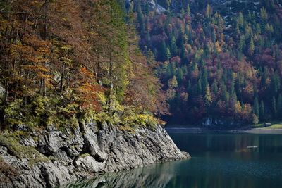 Trees by lake in forest during autumn