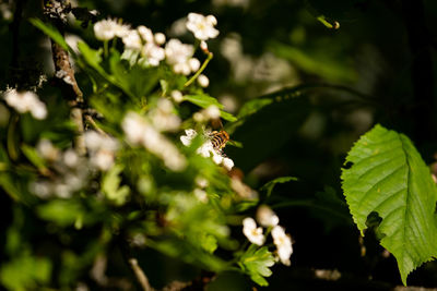 Close-up of bee pollinating flower