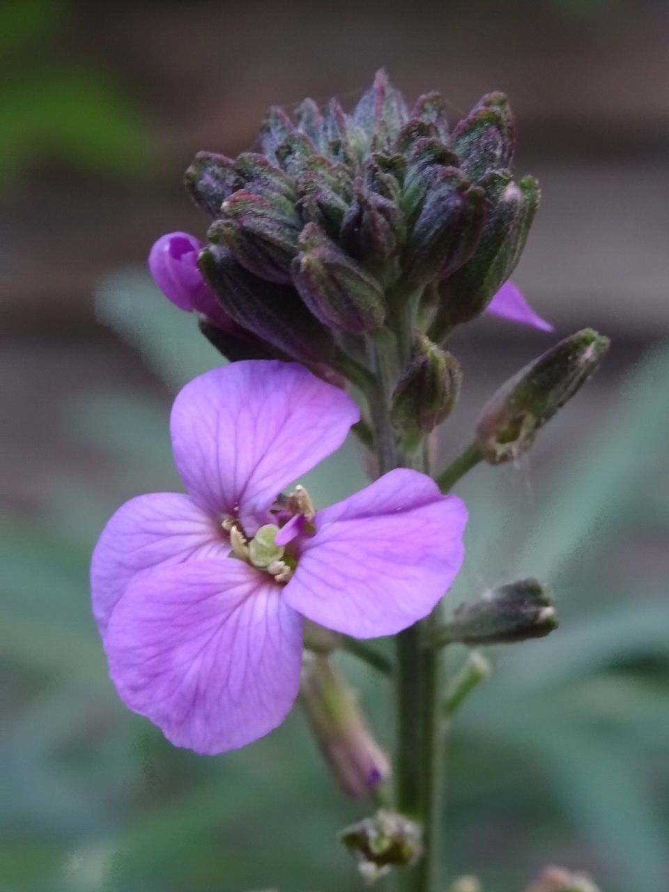 flower, nature, growth, beauty in nature, purple, fragility, freshness, plant, close-up, petal, blooming, day, no people, flower head, outdoors