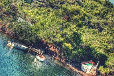 Reflection of trees in water