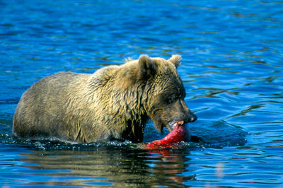 Brown bear catches fish in river