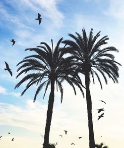 Low angle view of silhouette palm tree against sky