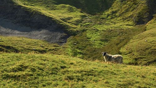 View of a dog on landscape