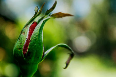 Close-up of fresh green plant