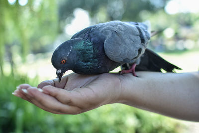 Close-up of hand holding bird