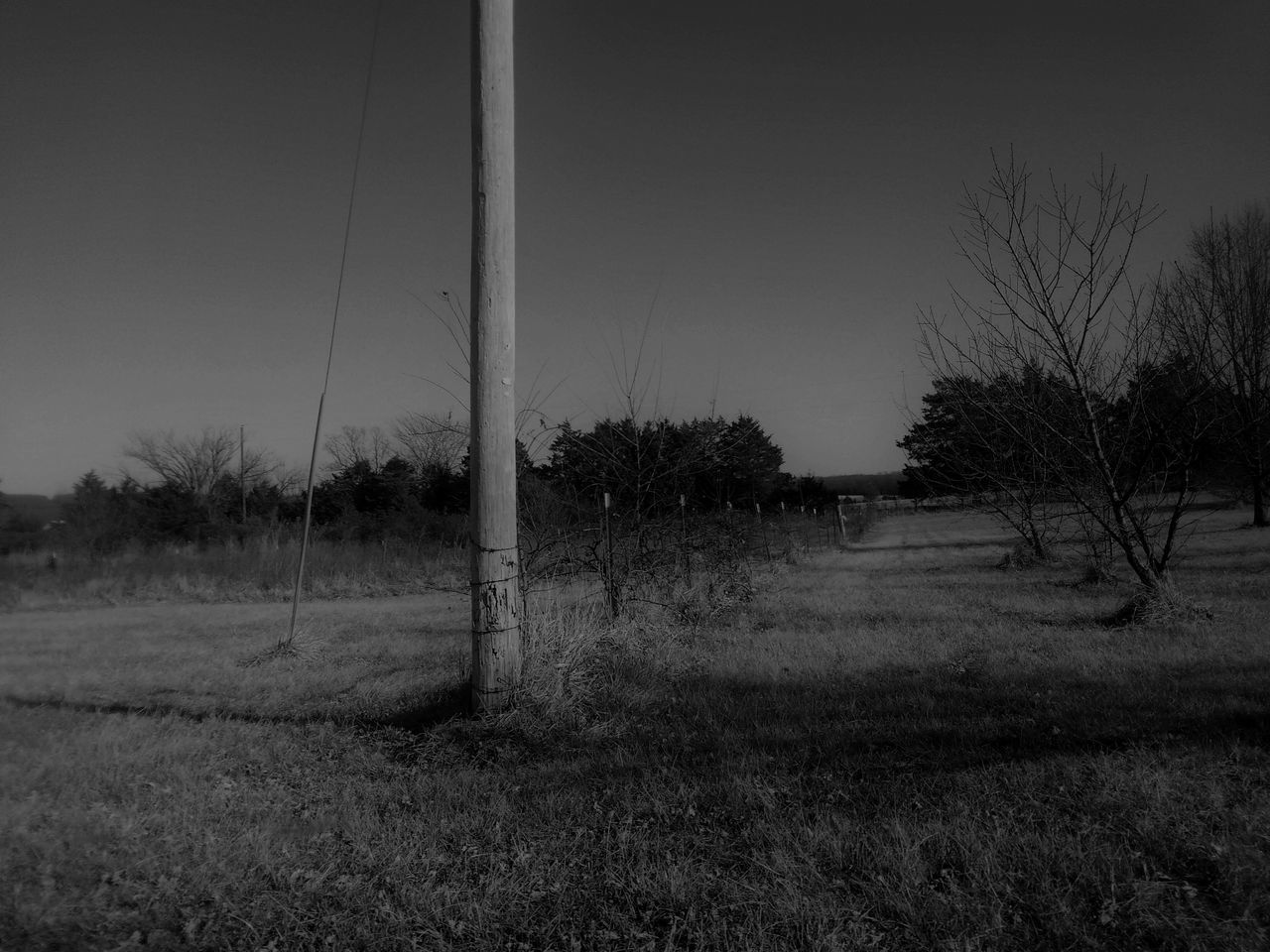 sky, tree, plant, no people, field, land, nature, environment, landscape, grass, tranquility, clear sky, day, outdoors, scenics - nature, tranquil scene, non-urban scene, beauty in nature, pole, cable