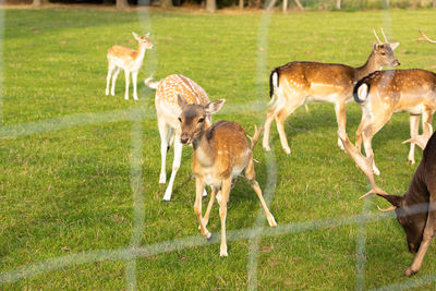 Deer in a field