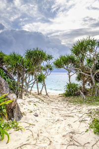 Trees on beach against sky