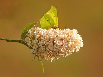 Close-up of white flowering plant