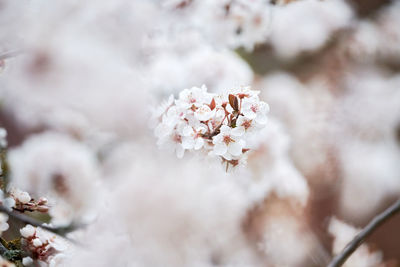 Close-up of cherry blossom tree