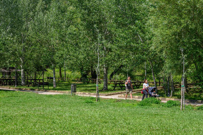 Panoramic view of trees on field