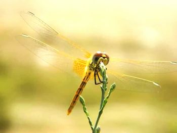 Close-up of insect on flower