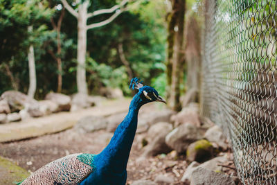 Close-up of a peacock