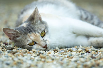 Close-up of cat lying on pebbles