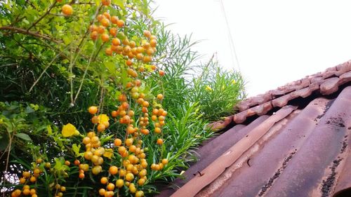 Plants growing on a tree