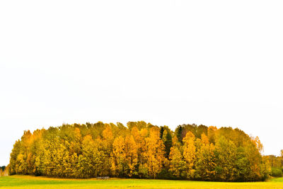Trees on field against clear sky