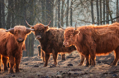 Gentle giants of spring. furry brown wild cow flock grazing in the field in northern europe