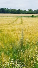 Scenic view of agricultural field
