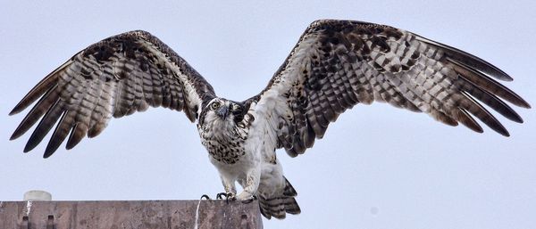 Low angle view of osprey perching on wall against sky